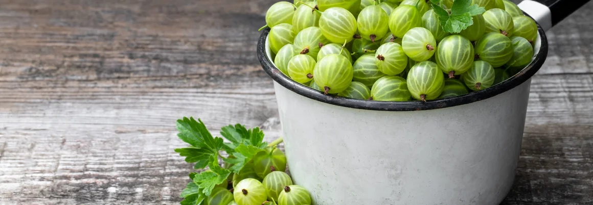 Stachelbeeren in einem Topf